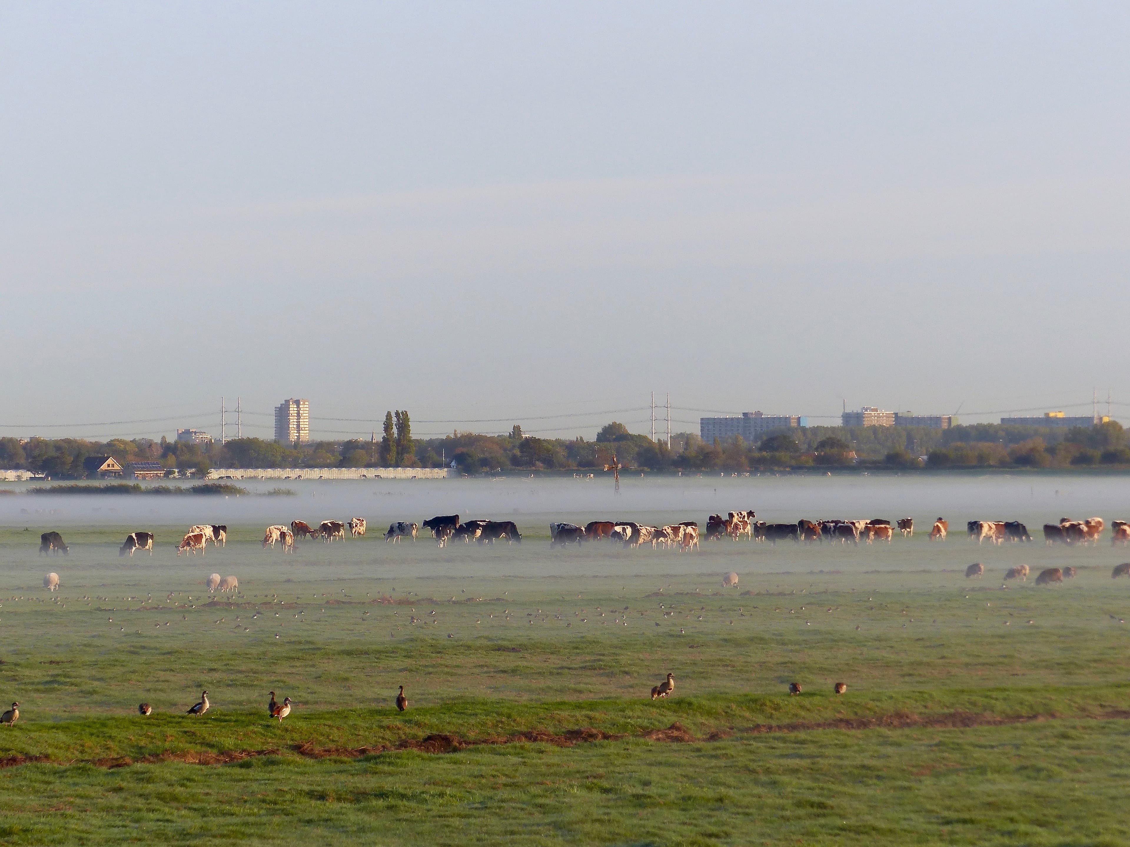 Foto: Tiny van der Meer