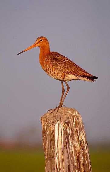 Grutto