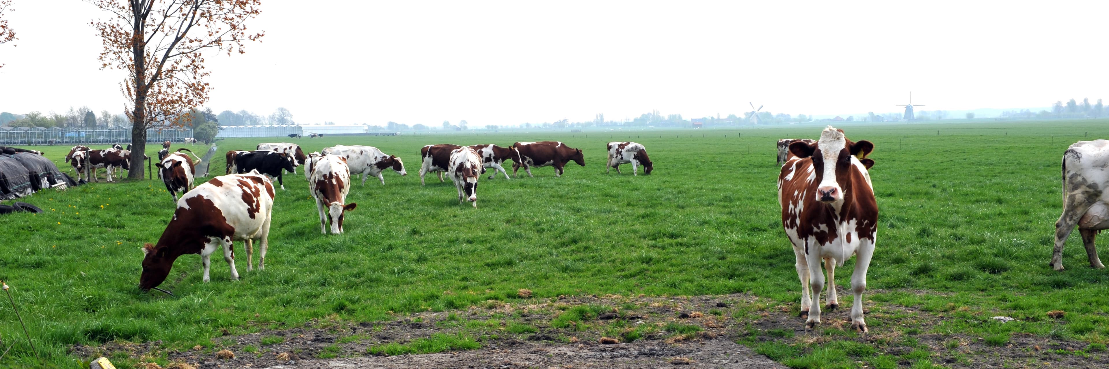 Koe in de wei